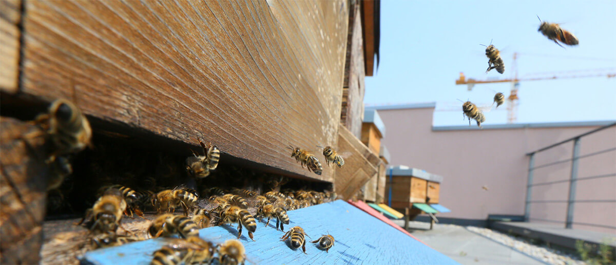 Bees in flight